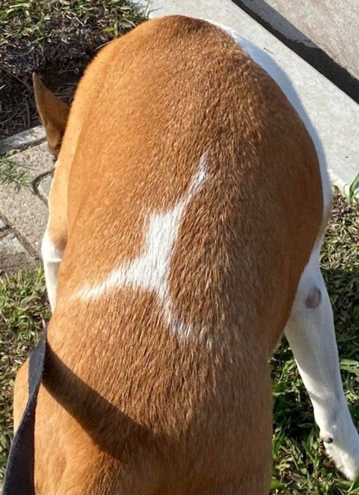 “My dog’s back kinda looks like the Air Jordan jumping man logo.”