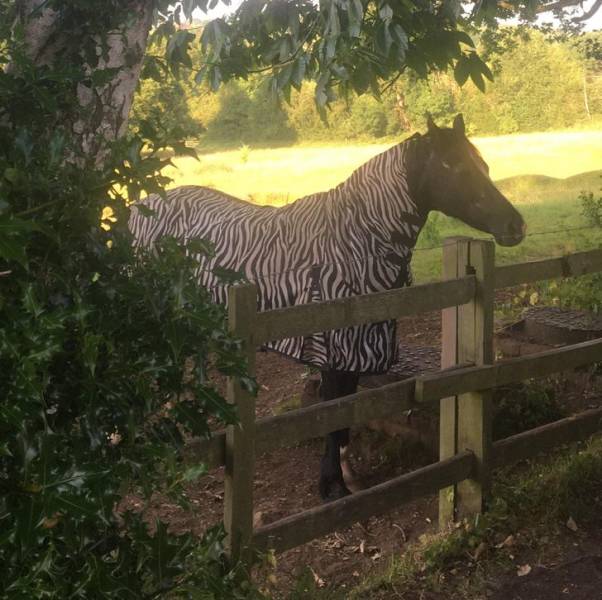“I legit thought I’d cycled past a zebra till I stopped to look back for a double-take.”