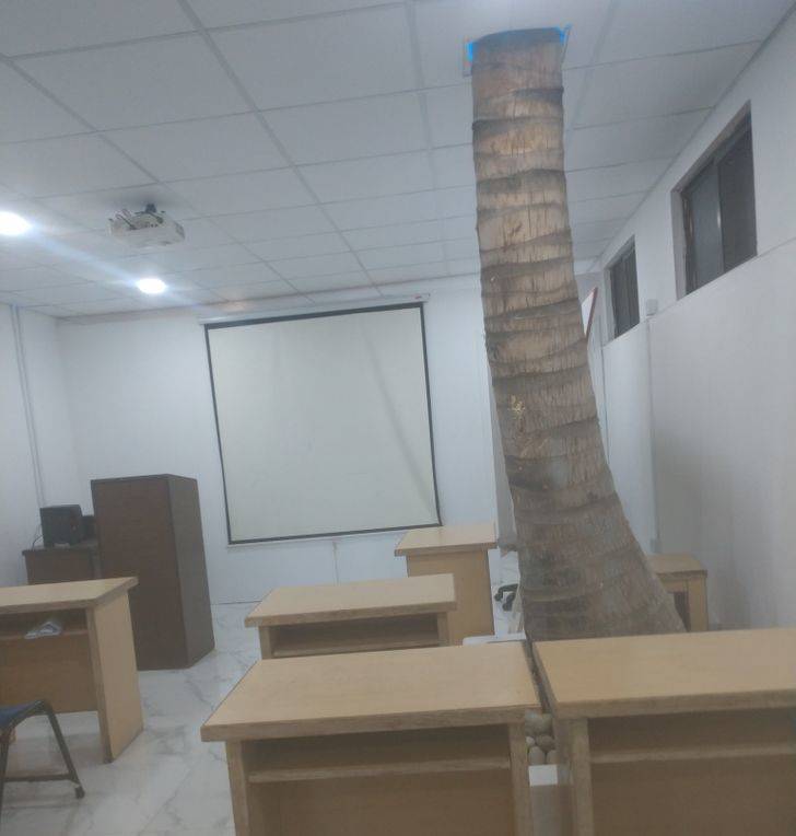 “A classroom at my university has a tree growing inside of it.”