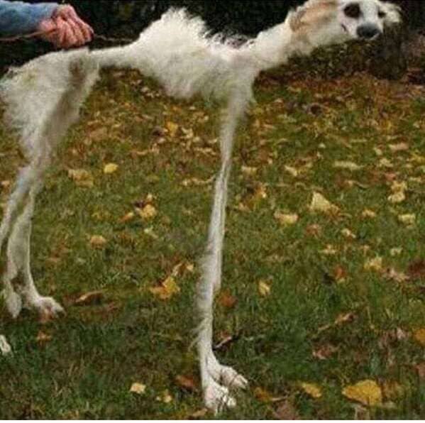 “This failed panorama photo of a dog”