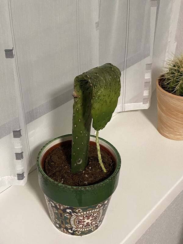 Came home from vacation to find my cactus had given up on life.