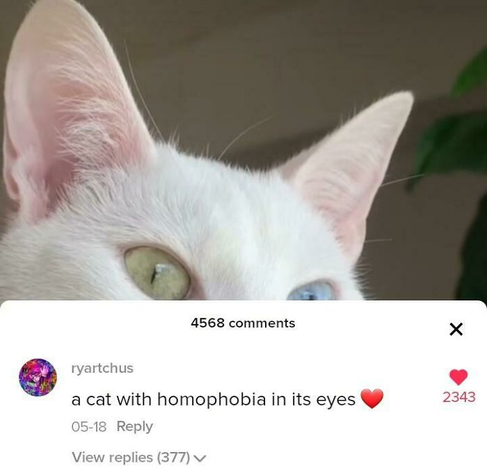 cat with homophobia in its eyes - 4568 x ryartchus a cat with homophobia in its eyes 0518 2343 View replies 377