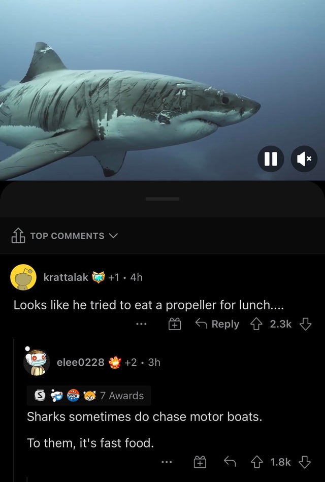 clever comments  - marine biology - Ii X Top krattalak 31 4h Looks he tried to eat a propeller for lunch.... 6 B elee0228 2.3h s 7 Awards Sharks sometimes do chase motor boats. To them, it's fast food. B o