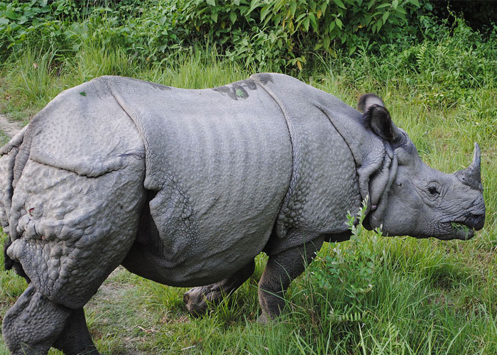 fascinating facts  - one horned rhinoceros