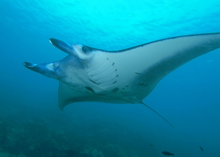 fascinating facts  - Manta rays