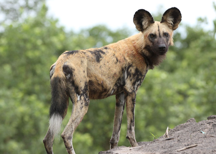 fascinating facts  - african wild dog
