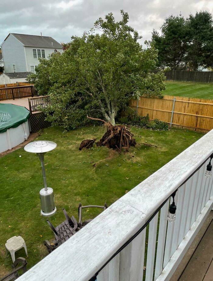 home disasters - unlucky people - tree