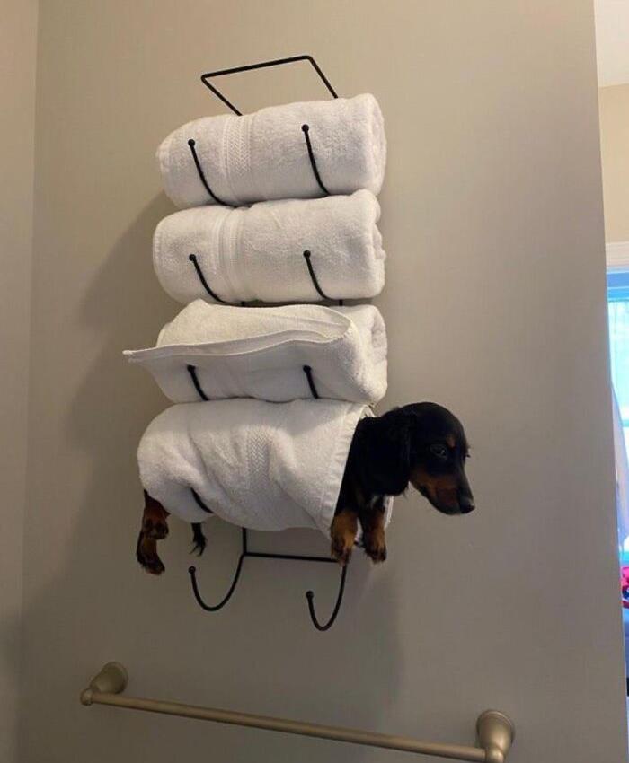 wtf pics - weiner dog in towel rack - U