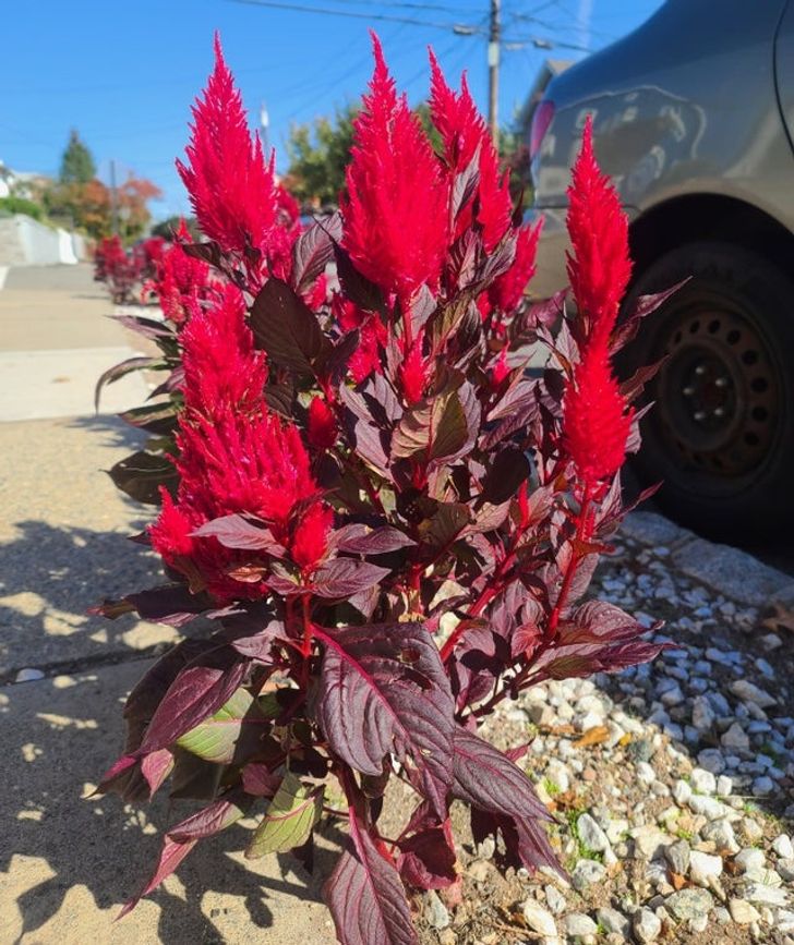 “These flowers started growing in my mom’s house on her sidewalk and in her actual garden.”