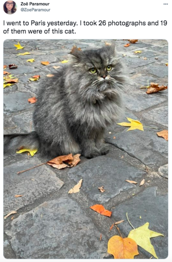 funny tweets - Cat - . Zo Paramour I went to Paris yesterday. I took 26 photographs and 19 of them were of this cat.