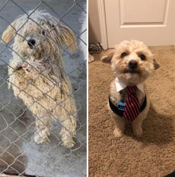 My brother’s dog, Ricky, before and after adoption
