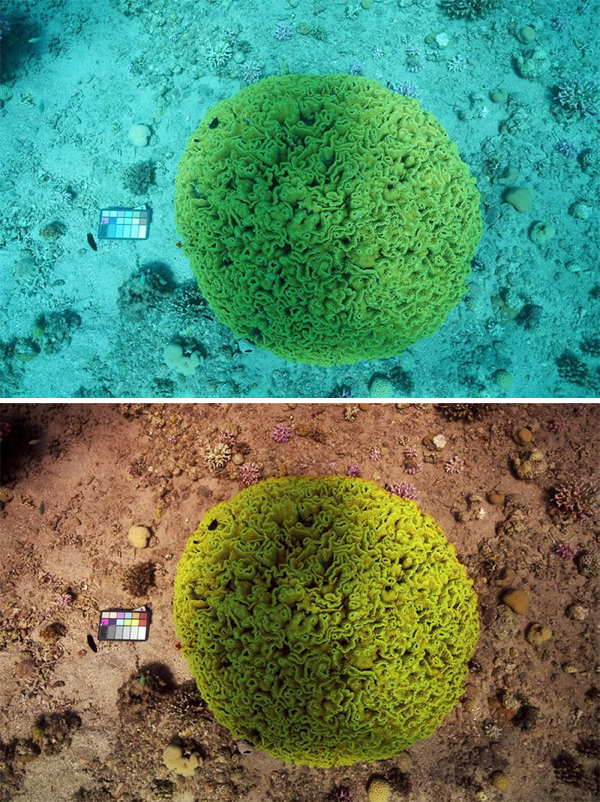 The algorithm color corrects the pics to show what marine life would look like on the surface