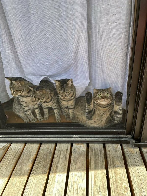 Let meow out
