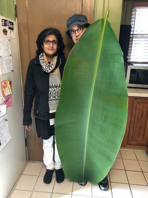 My friend’s dad is really proud of the banana tree he’s been growing. He’s 5’7 for scale.