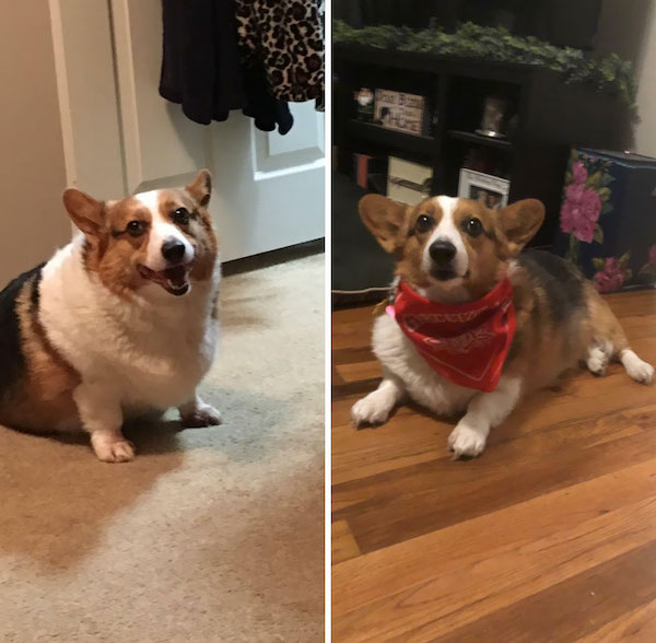It has taken 2 years since we adopted her, but Reba has dropped more than half her weight and I couldn’t be more proud of her.