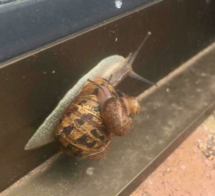 real life inception - snail