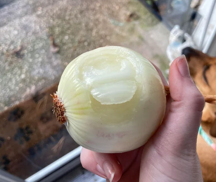Eating a onion whole, like an apple
