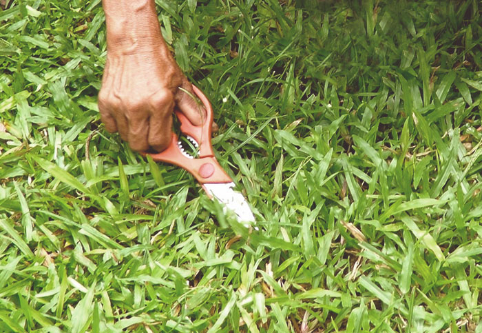 Trimming your lawn with scissors.