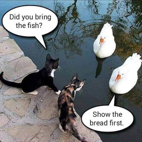 did you bring the fish show the bread first - Did you bring the fish? Show the bread first.
