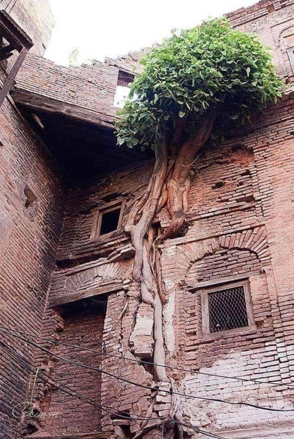 "Tree growing into abandoned house."
