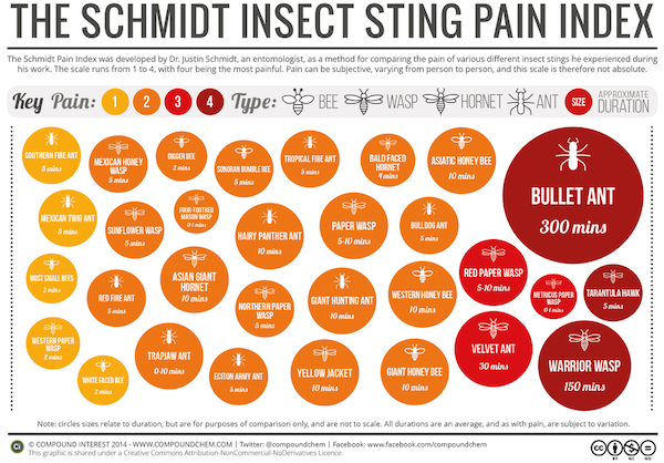 infographics - guides - schmidt pain index - The Schmidt Insect Sting Pain Index The Schmidt Pain Index was developed by Dr. Justin Schmidt, an entomologist, as a method for comparing the pain of various different insect stings he experienced during his w