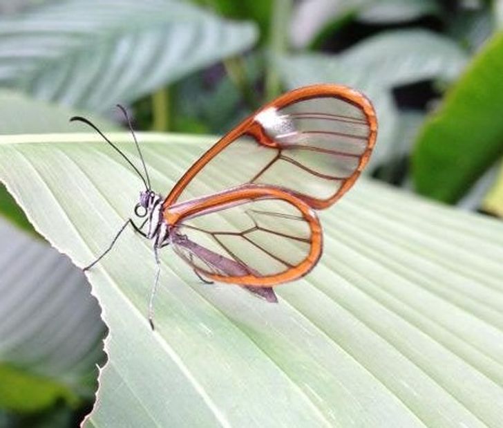 cool and interesting stuff - brush footed butterfly