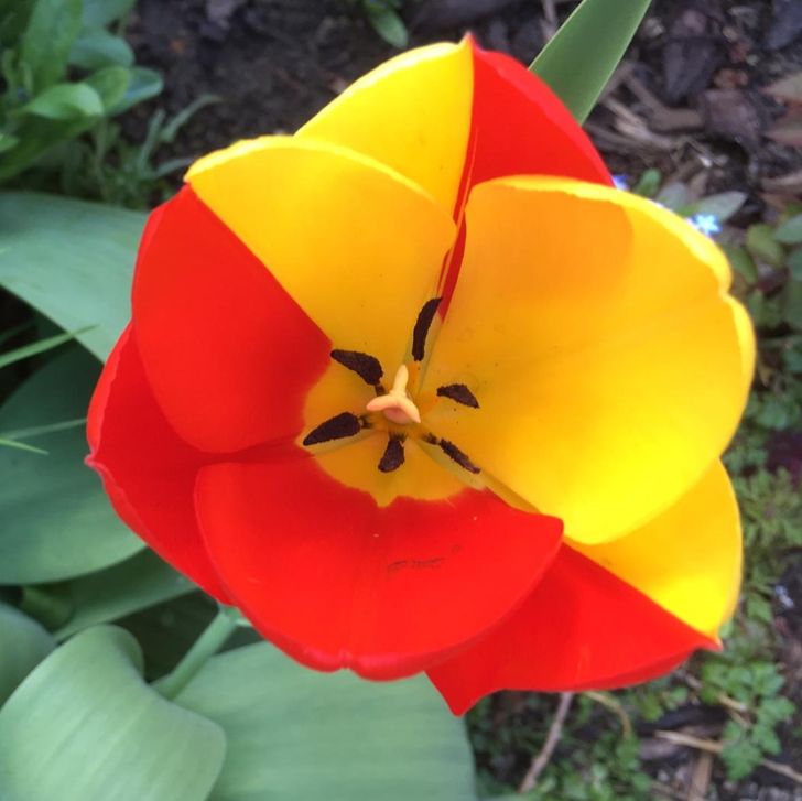 cool and interesting stuff - tulip