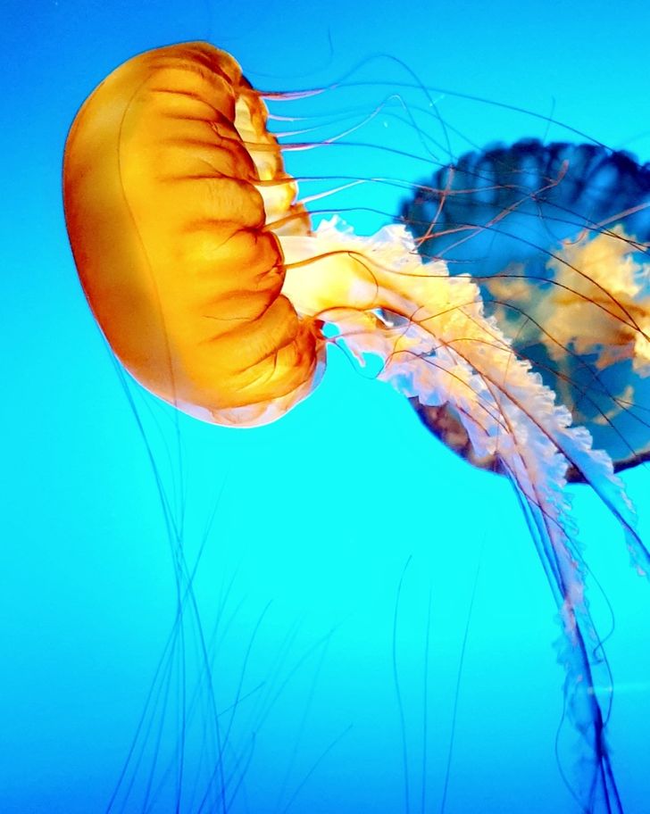 cool and interesting stuff - jellyfish