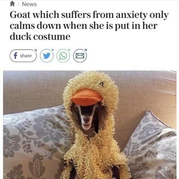 goat in duck costume - A News Goat which suffers from anxiety only calms down when she is put in her duck costume f