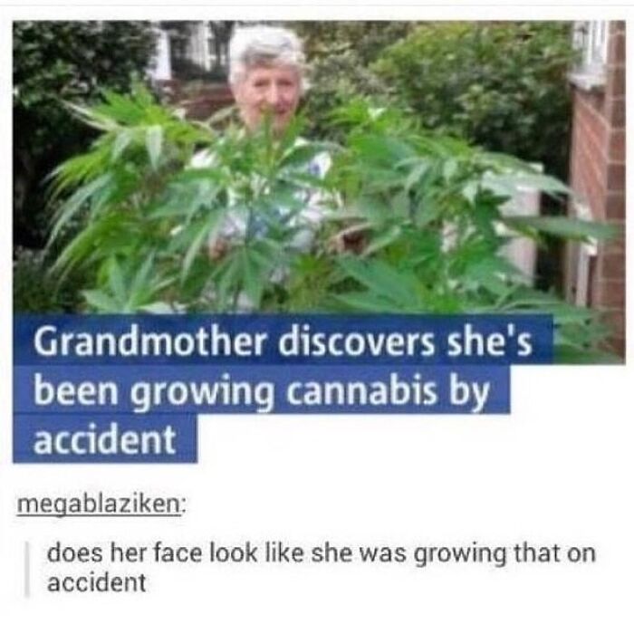 grandma discovers she has been growing cannabis - Grandmother discovers she's been growing cannabis by accident megablaziken does her face look she was growing that on accident