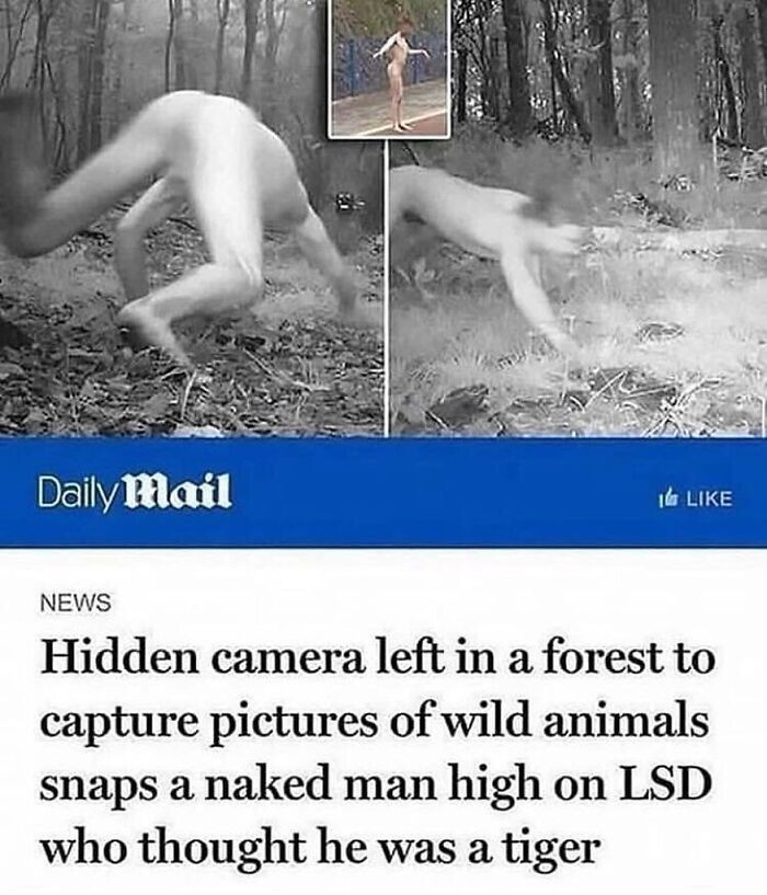 daily mail camera - 1 Daily Mail 16 News Hidden camera left in a forest to capture pictures of wild animals snaps a naked man high on Lsd who thought he was a tiger