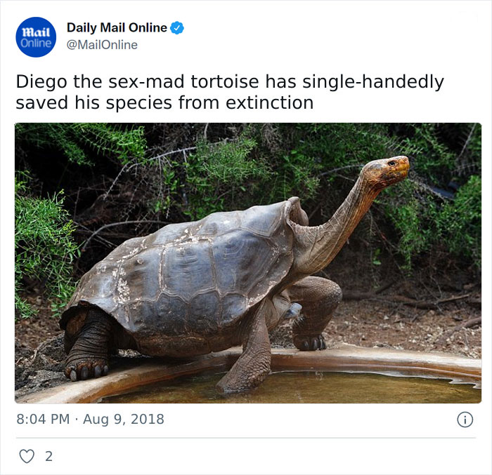 galapagos tortoise diego - mail Daily Mail Online Online Diego the sexmad tortoise has singlehandedly saved his species from extinction 0 2