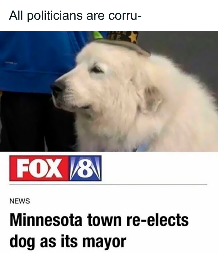 minnesota town re elects dog as mayor - All politicians are corru Fox V8V News Minnesota town reelects dog as its mayor