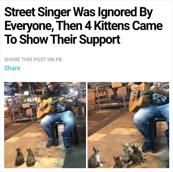 street singer was ignored by everyone then 4 kittens came to show their support - Street Singer Was Ignored By Everyone, Then 4 Kittens Came To Show Their Support This Post On Fb
