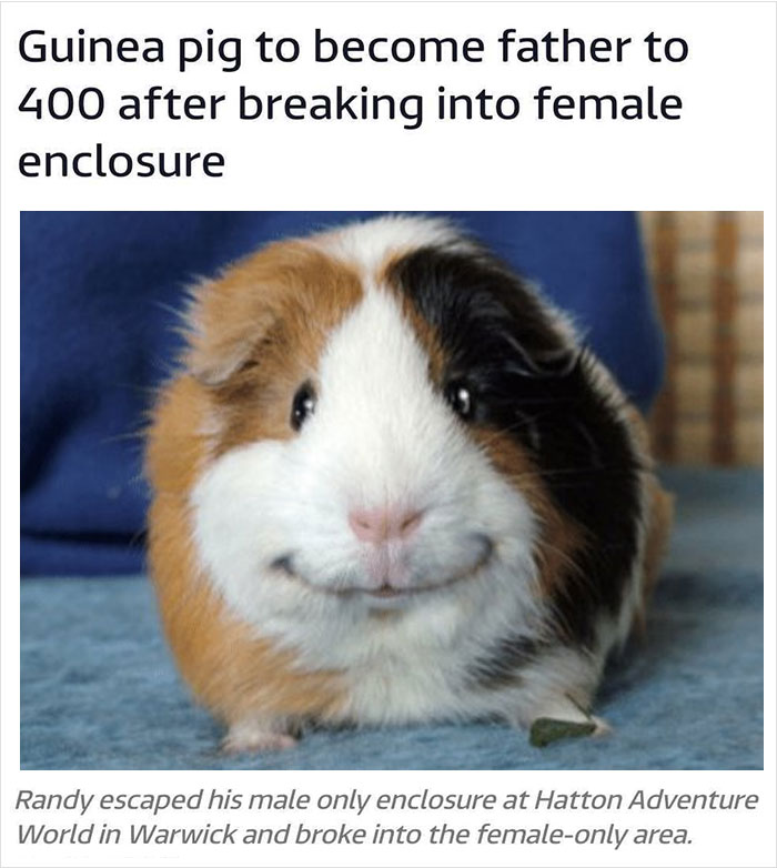 guinea pig happy - Guinea pig to become father to 400 after breaking into female enclosure Randy escaped his male only enclosure at Hatton Adventure World in Warwick and broke into the femaleonly area.