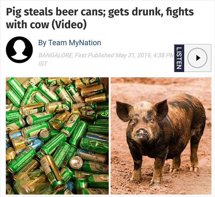 australian pig steals 18 cans of beer - Pig steals beer cans; gets drunk, fights with cow Video By Team MyNation Bangalore, First Published , Ist Listen Me Suk