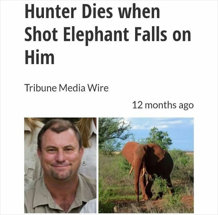 cephalon - Hunter Dies when Shot Elephant Falls on Him Tribune Media Wire 12 months ago