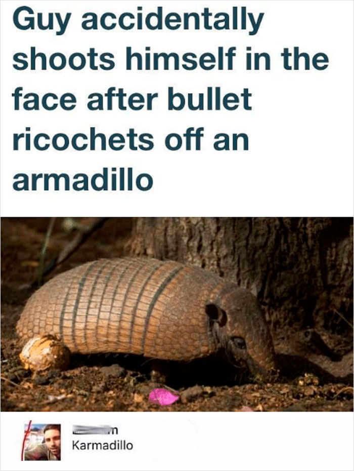 guy shoots armadillo - Guy accidentally shoots himself in the face after bullet ricochets off an armadillo Karmadillo