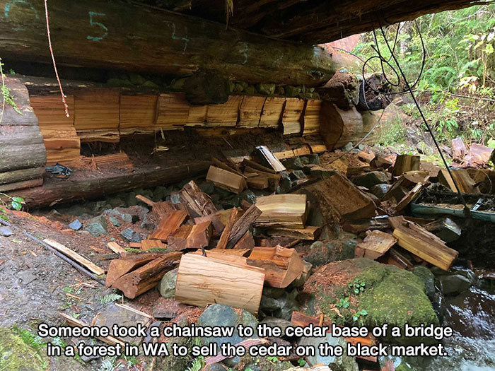 bridge in jefferson county washington - Someone took a chainsaw to the cedar base of a bridge in a forest in Wa to sell the cedar on the black market.