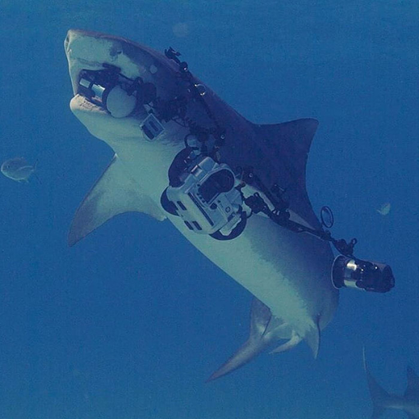 unlucky people - bad days - tiger shark stealing camera