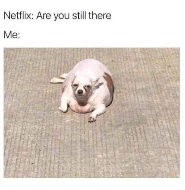bored panda funny memes - Netflix Are you still there Me