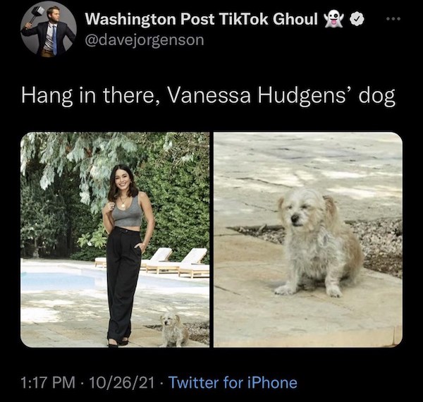dog - Washington Post TikTok Ghoul you Hang in there, Vanessa Hudgens' dog 102621 Twitter for iPhone