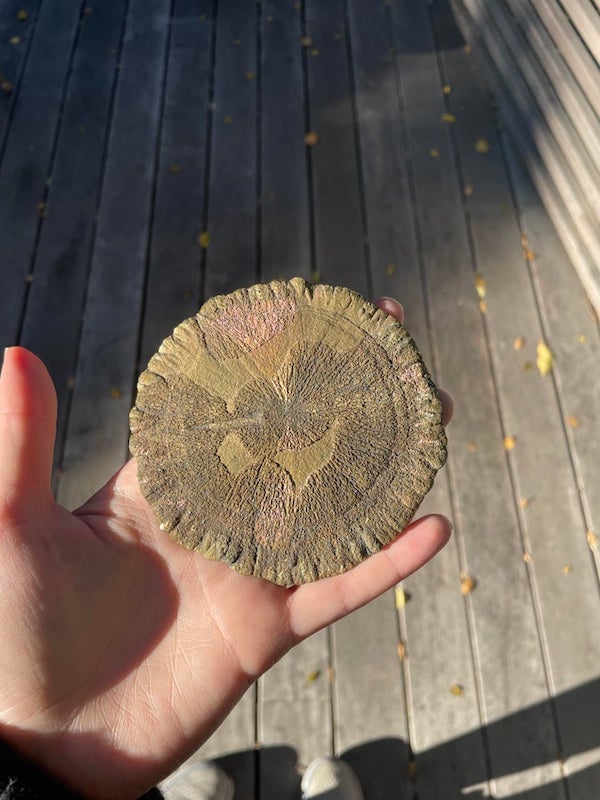 Mystery disk shaped object that has slightly raised iridescent patches on both sides. Thin, but kind of heavy like it’s made of metal. 4” diameter. Any ideas?

A: Pyrite sun disc.