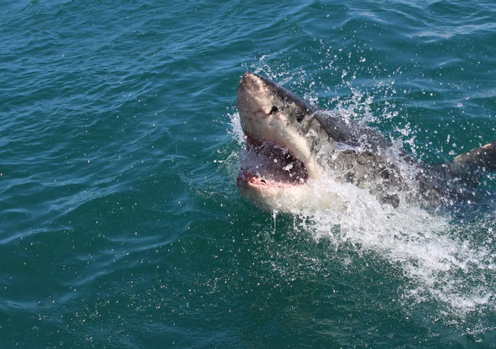 crazy statistics - shark attack tuncurry