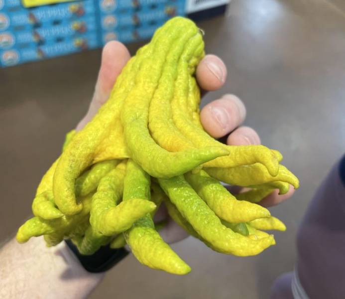 “This Lovecraftian fruit”