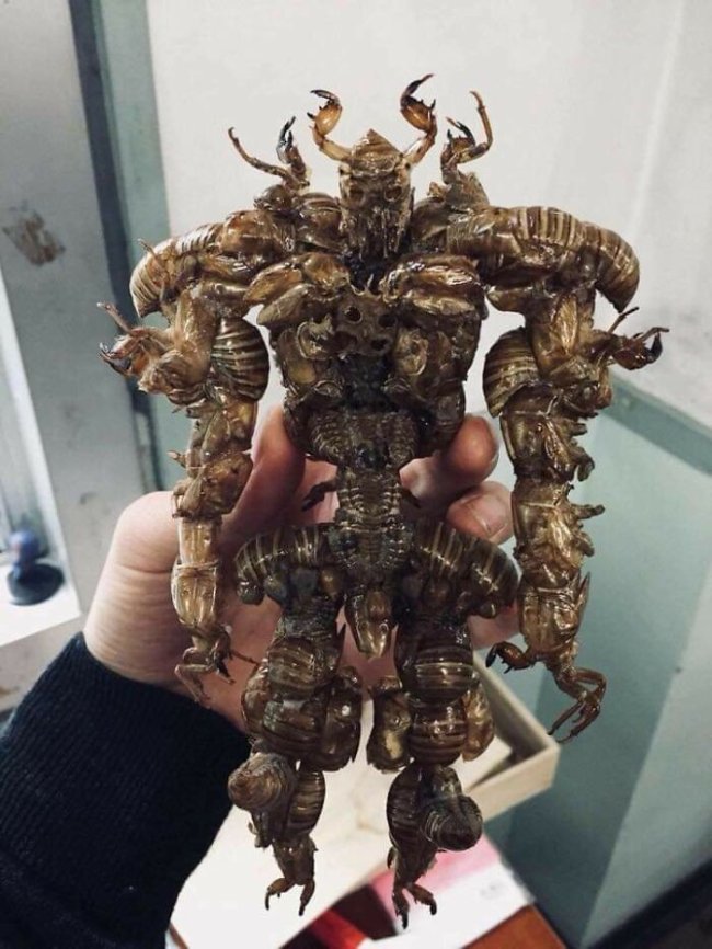 creepy photos - nightmare fuel - cicada shell art