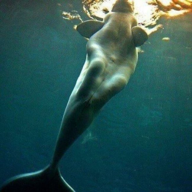creepy photos - nightmare fuel - beluga whale mermaid