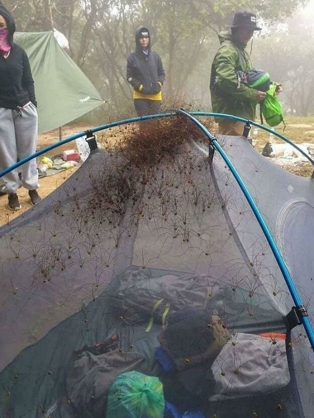 creepy photos - nightmare fuel - infested spider tent - 17