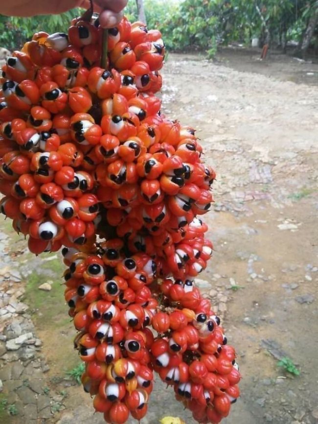 creepy photos - nightmare fuel - guarana plant