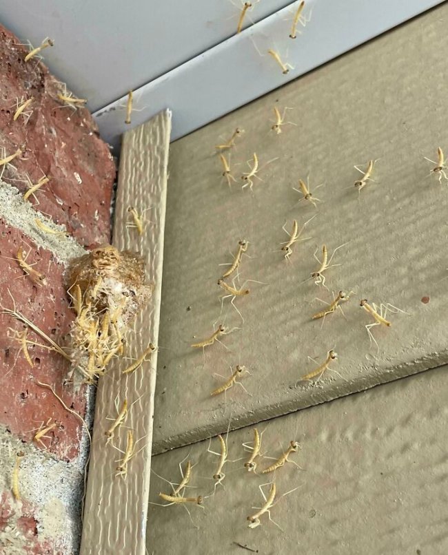 creepy photos - nightmare fuel - praying mantis nest in house